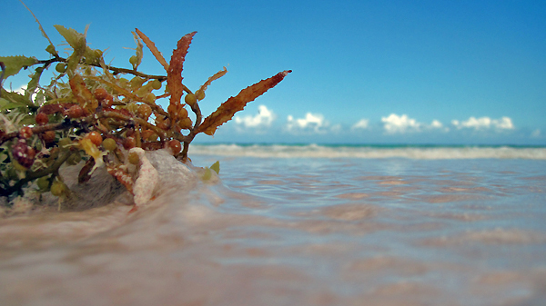 bahamas beach pink sands